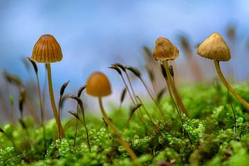 Les champignons en automne
