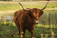 Schotse Hooglander in de Bossen