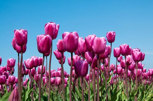 Paarse tulpen in een veld