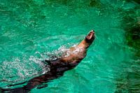 Seal in action