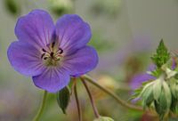 Blue geranium