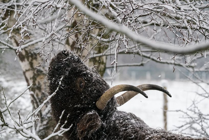Galloway in the snow by Marcel Derweduwen