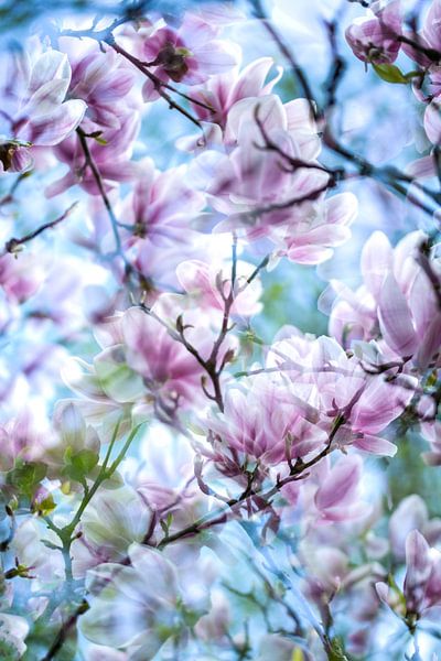 Roze Magnolia Bloesem | Natuurfotografie van Nanda Bussers
