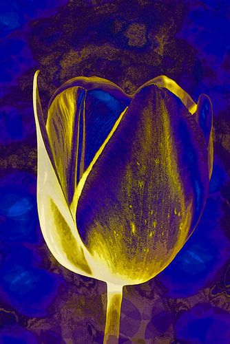 Tulipe en Delftware et or.