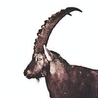 Capricorn In Snow