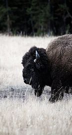 Lonesome Bison / Vertical sur Rutger-Jan Cleiren