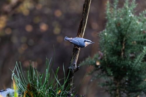 Boomklever van Peter Verheijen