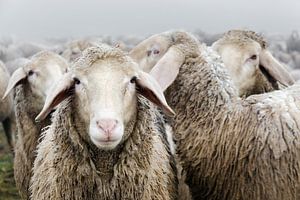 troupeau de moutons sur Michael Valjak