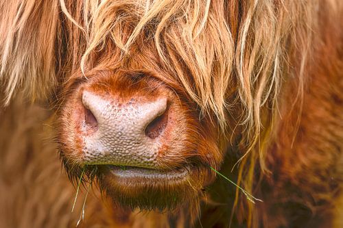 Royal Scottish Highlander sur Coby Bergsma