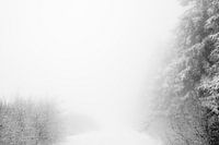 'WINTER' ,trees in the fog. Black-and-white photography.