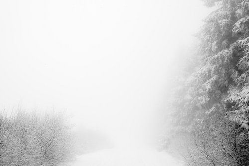 WINTER' ,Bäume im Nebel. Schwarz-Weiß-Fotografie.