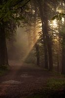 Hohenstein forest2