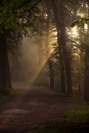 Wald Hohenstein2 von Lorant Petrik