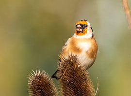 Putter van Lies Bakker