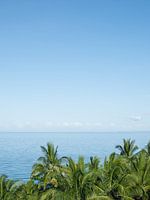 Des palmiers et une vue sur la mer