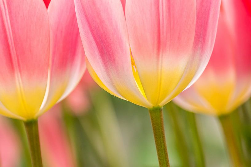 Tulpen rot, rosa von Marco Liberto