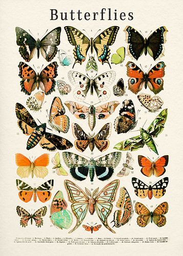 Collection Papillons
