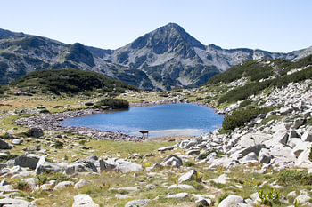 Vache au bord d'un lac de montagne