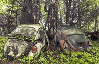 Beetles in the forest by Olivier Photography thumbnail