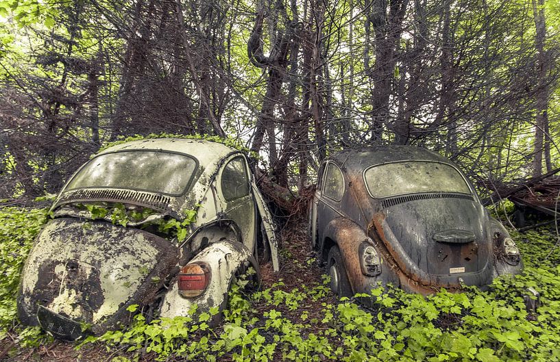 Beetles in the forest by Olivier Photography