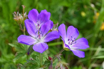 wilde geranium van Andreas Föll