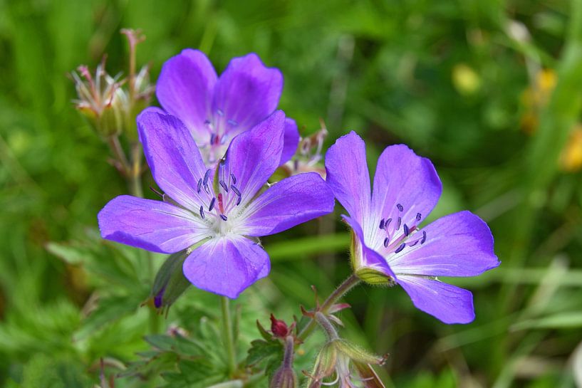 wild geranium by Andreas Föll