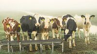 Cows in the meadow