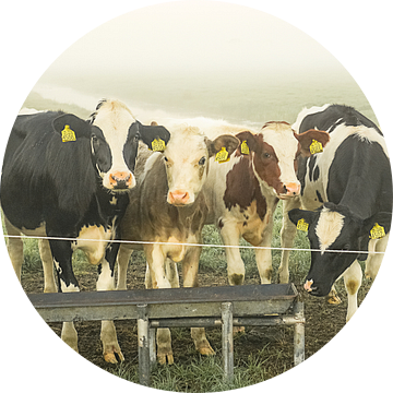 Koeien in de wei van Dirk van Egmond