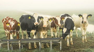 Vaches dans la prairie sur Dirk van Egmond