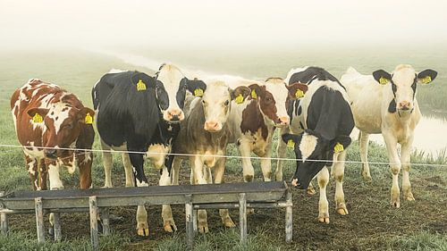 Koeien in de wei van Dirk van Egmond