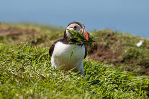 Papegaaiduiker met gras
