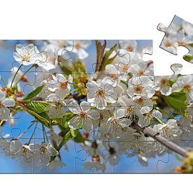 Bloeiende kersenboom in de lente van Michael Schuppich