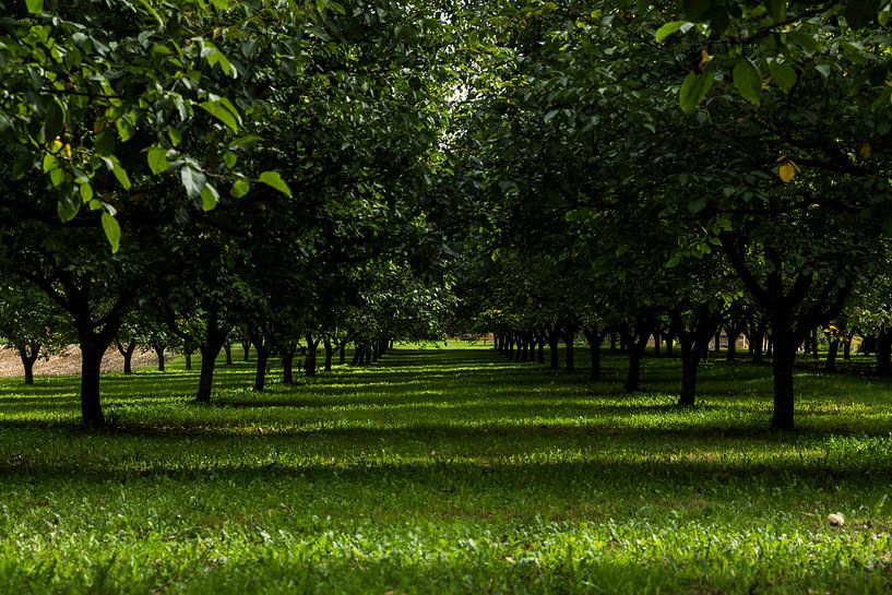 Walnotenboomgaard in de Dordogne by Esther Swaager