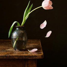 Tulipe silencieuse aux pétales tombants sur But First Framing