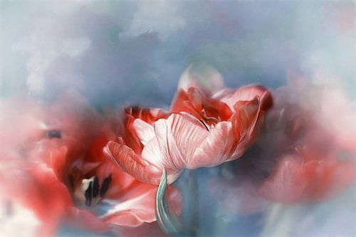 Nouvelle fleur n° 2