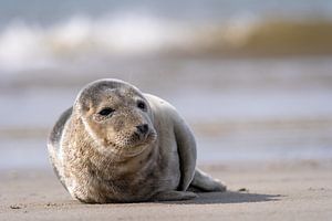 Zeehond van Willem Hoogsteen