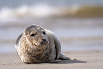 Seal by Willem Hoogsteen