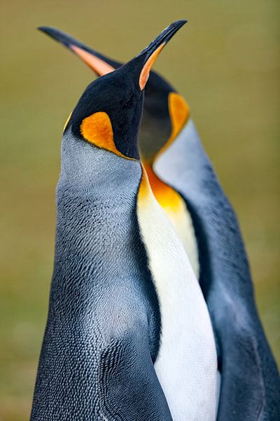 Königspinguin von Joan Gil Raga
