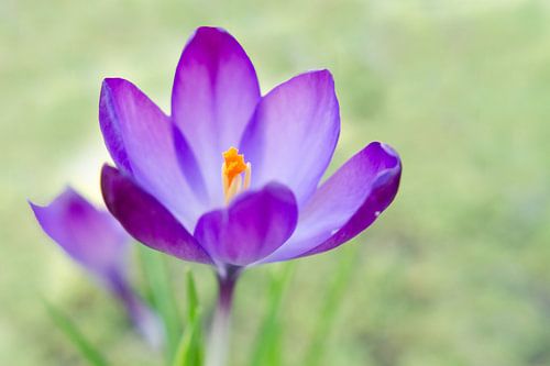 krokus in bloei
