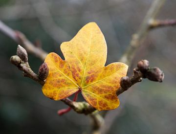 Yellow leaf van Peter Slagmolen