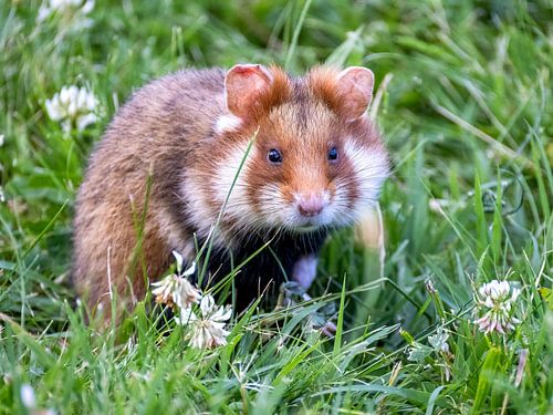 European hamster