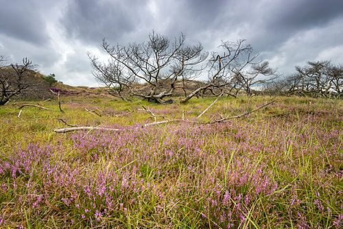 Heide in het duin bij Schoorl