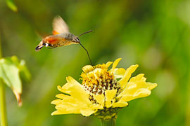 Kolibri an gelber Blüte von Frederic Bauer