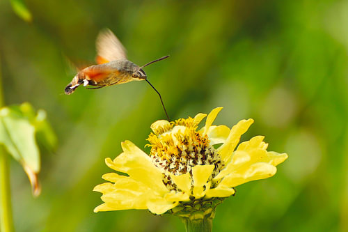 Hummingbird on a yellow flower
