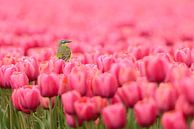 Schafstelze auf Tulpen von Martin Bredewold Miniaturansicht