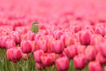 Bergeronnette jaune sur des tulipes sur Martin Bredewold