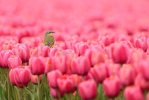 Bergeronnette jaune sur des tulipes