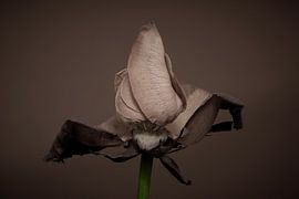 The final stage of a beautiful rose's life by Jenco van Zalk