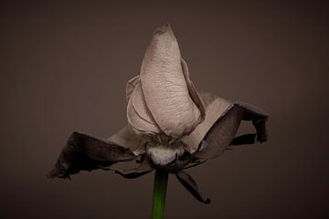 Die Endphase des Lebens einer schönen Rose von Jenco van Zalk