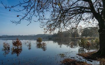 Vlak water in het bosmeer